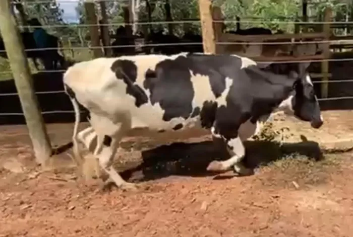 Vacas Girolando