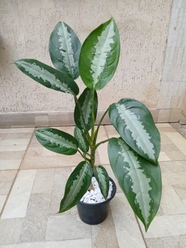 Planta Aglaonema Pataya. 