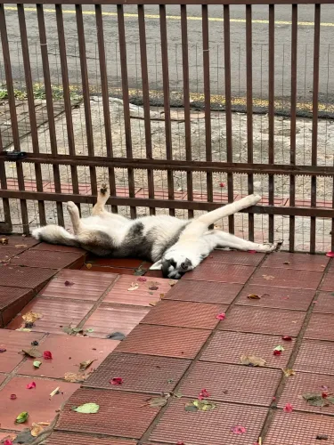 Filhote Husky Siberiano