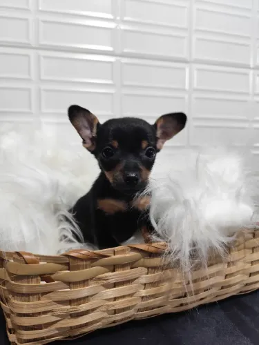 PINSCHER Fêmea