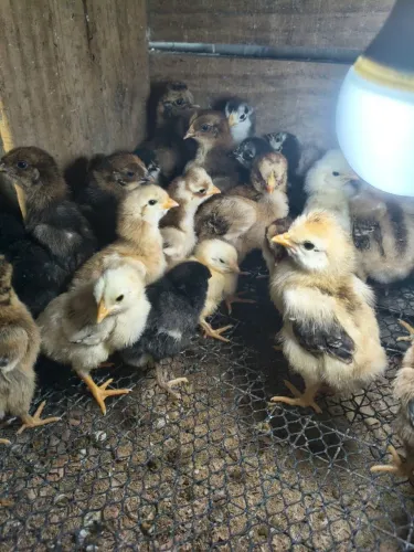 Vendo pintinhos de galinha