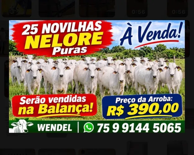 25 novilhas NELORE media 10 arrobas 