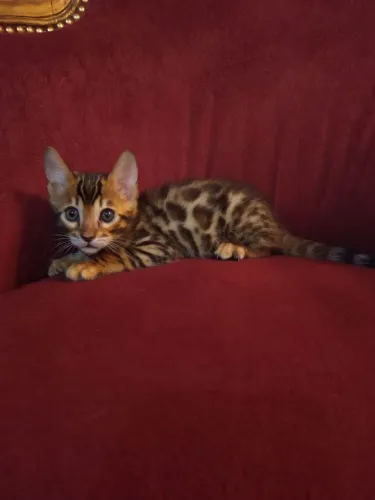 B.B.Bengals