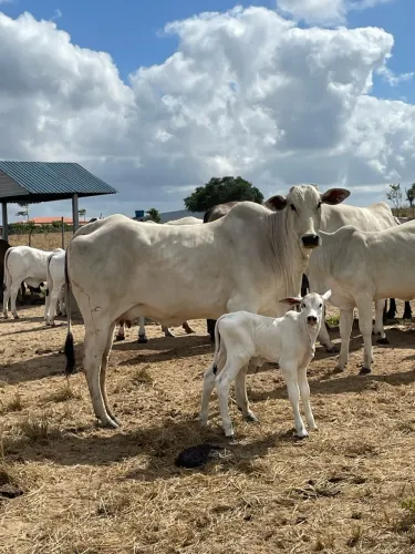 5 Vacas Nelore parida e 1 vazia