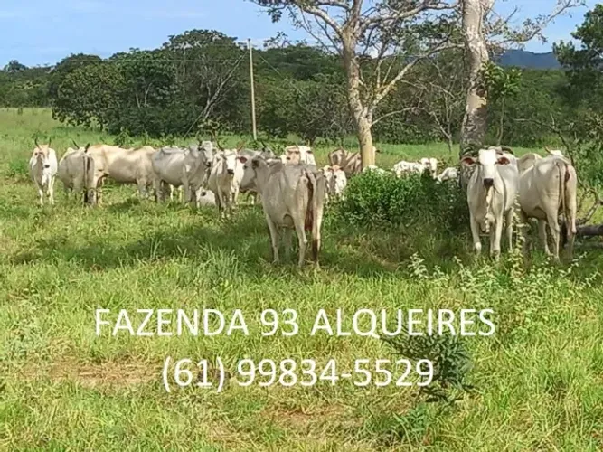 Fazenda 93 Alqueires Formada Dupla Aptidão Niquelândia Goiás