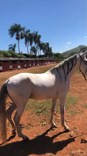 Cavalo garanhão