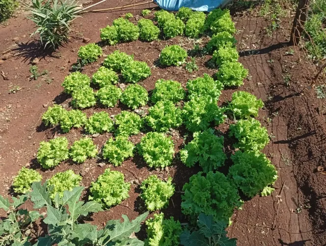 Venda de alface 3 pé por 10 entrego Cornélio e região watts *