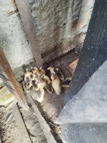 Vendo lindos patinhos 