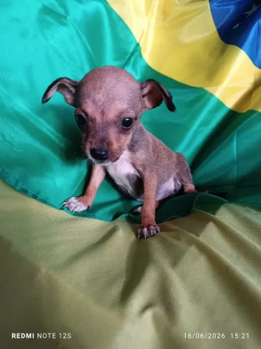 Vendo Pinscher Fêmea