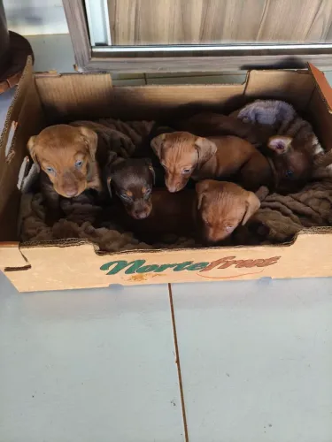 Cão salsichinhas a venda