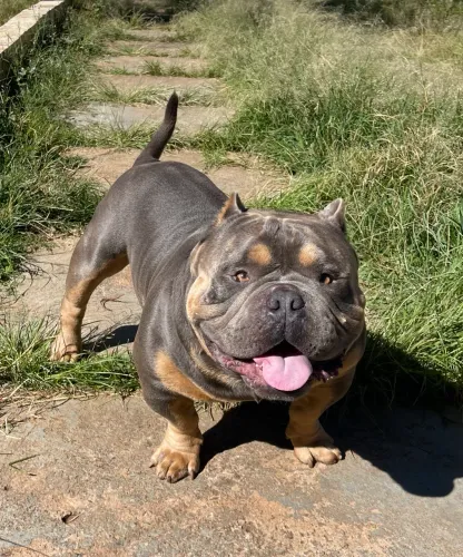 AMERICAN BULLY MICRO TRIBLUE DISPONÍVEL PARA COBERTURA 