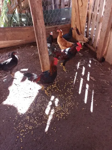 Vendo galinha e galo caipira puro cada galo e 150 e galinha e 70 reais 