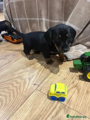 Cofap Macho e Fêmea Vacinados Teckel/Dachshund/Salsicha/Salsichinha/Basset/Cofap SP
