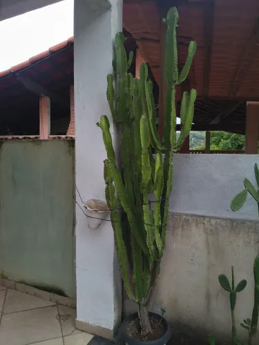 Cacto mandacaru com 2 metros, com várias mudas.