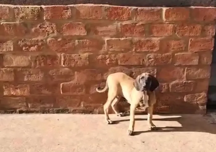 Fila Brasileiro 
