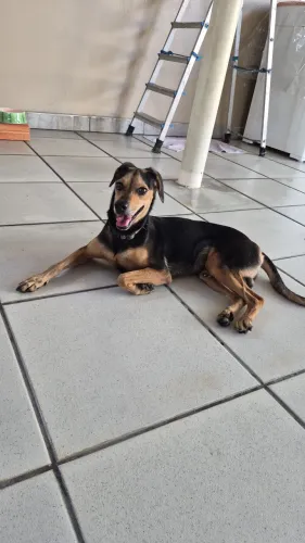 Doação de cachorro!
