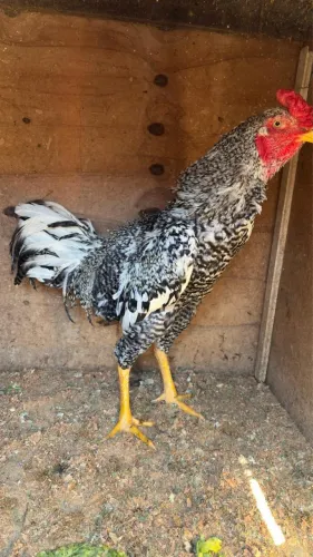 Frango Caipira