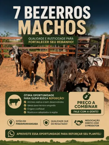 Bezerros a venda 