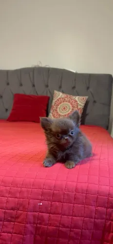 Chihuhaua Pelo Longo Chocolate