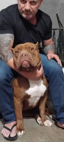 Pitbull Monsters
