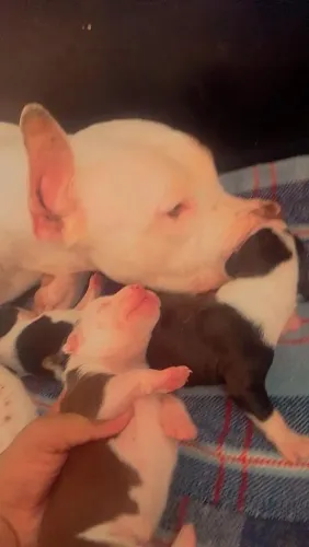 Filhotes Pit Bull