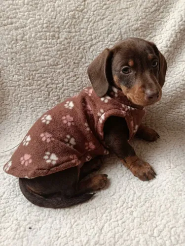 Roupas pet atacado a partir de 15,00