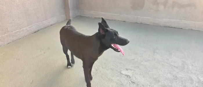 Doa-se cachorra pastor alemão com border collie