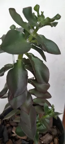 Vendo plantas umas 80 espécies