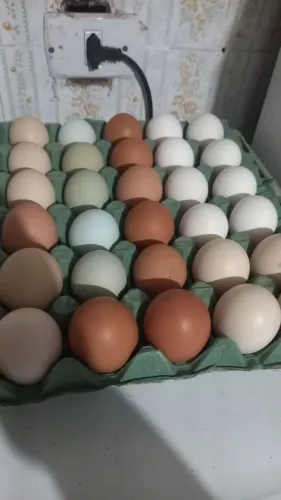 Ovos férteis de galinha Embrapa , legorne americana,Glc e pesadão vermelho