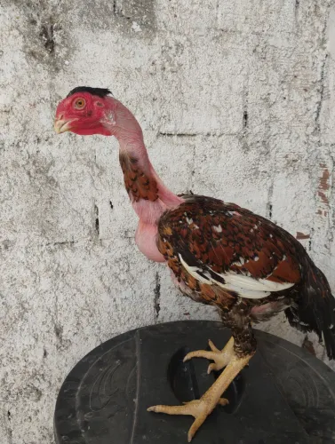 Galinha índio bico curto