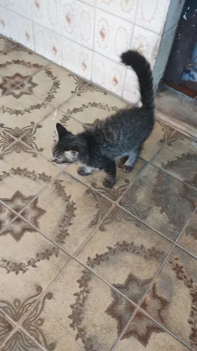 Doaçao de uma gatinha
