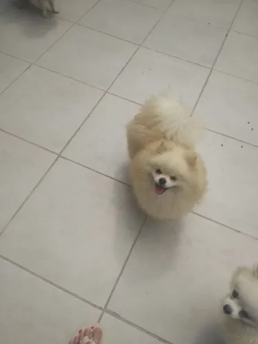 Lulu da pomeranea anão 