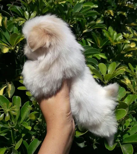 Shihtzu fêmea e machinho 