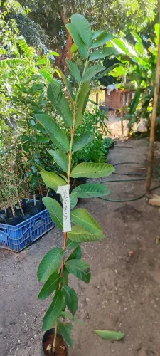Mudas frutíferas 