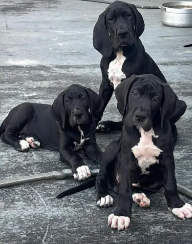 Dogue alemão
