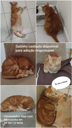 Gatos para adoção consciente 