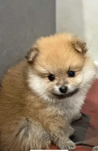Lulu