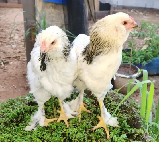 Frangos Brahma com Ameraucana