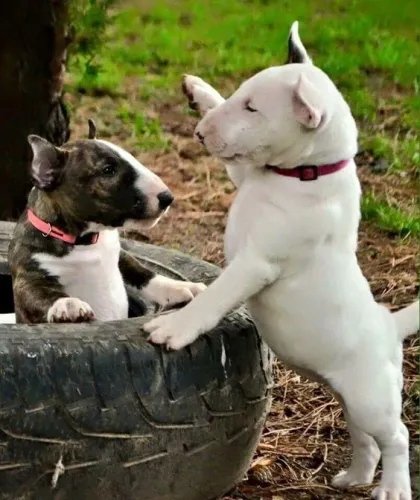 Bull Terrier Inglês Um amigo que aprende com você