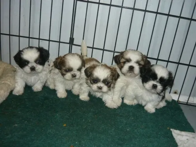 Shih tzu muito fofo