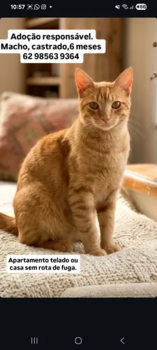Lindo gatinho pra adoção responsável