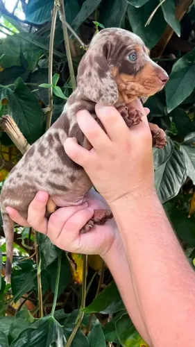 basset daschund perfeito para momentos inesquecíveis