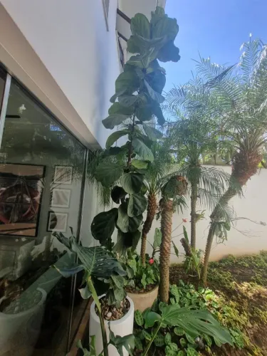 Ficus com 3,50 metros de altura