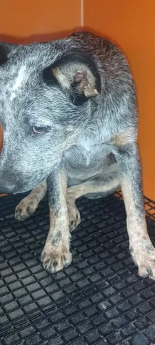 Boiadeiro Australiano 