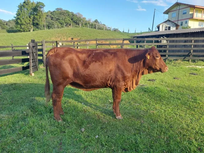 Vendo vaca