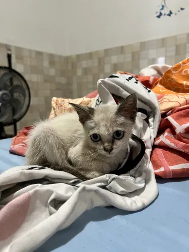Gatinha pra adoção 