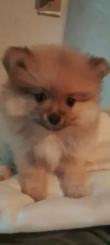 Spitz machinho