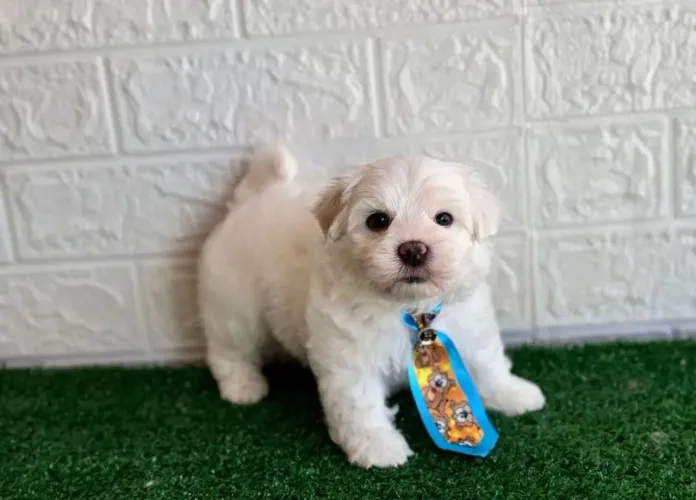 Maltes machinho Micro já tá disponível pra retirada 