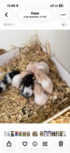 Filhote de hamster lindos angora