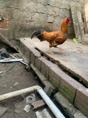 Galo/frangote